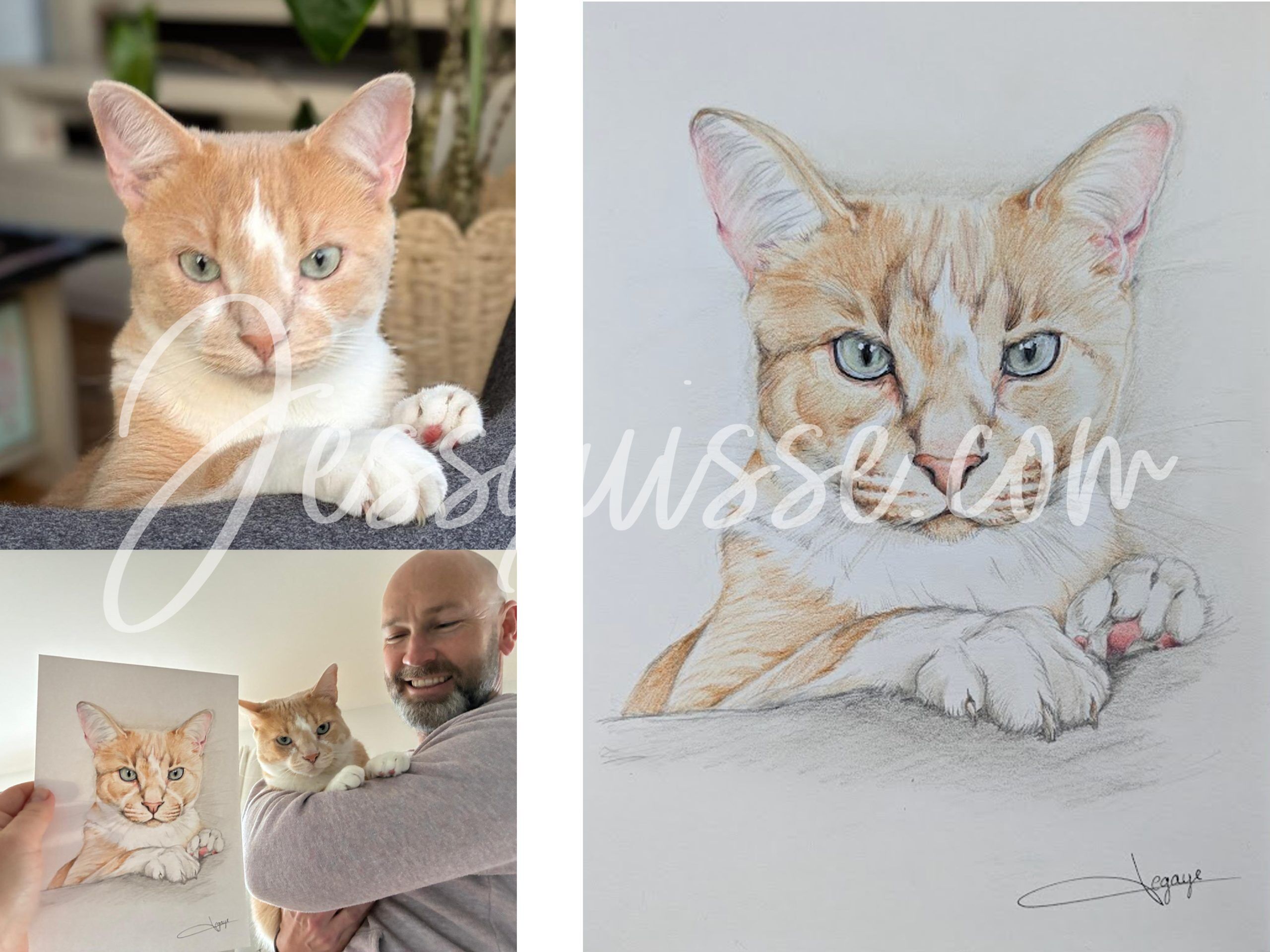 Avant / après : photo d’un chat roux et son portrait aux crayons de couleur