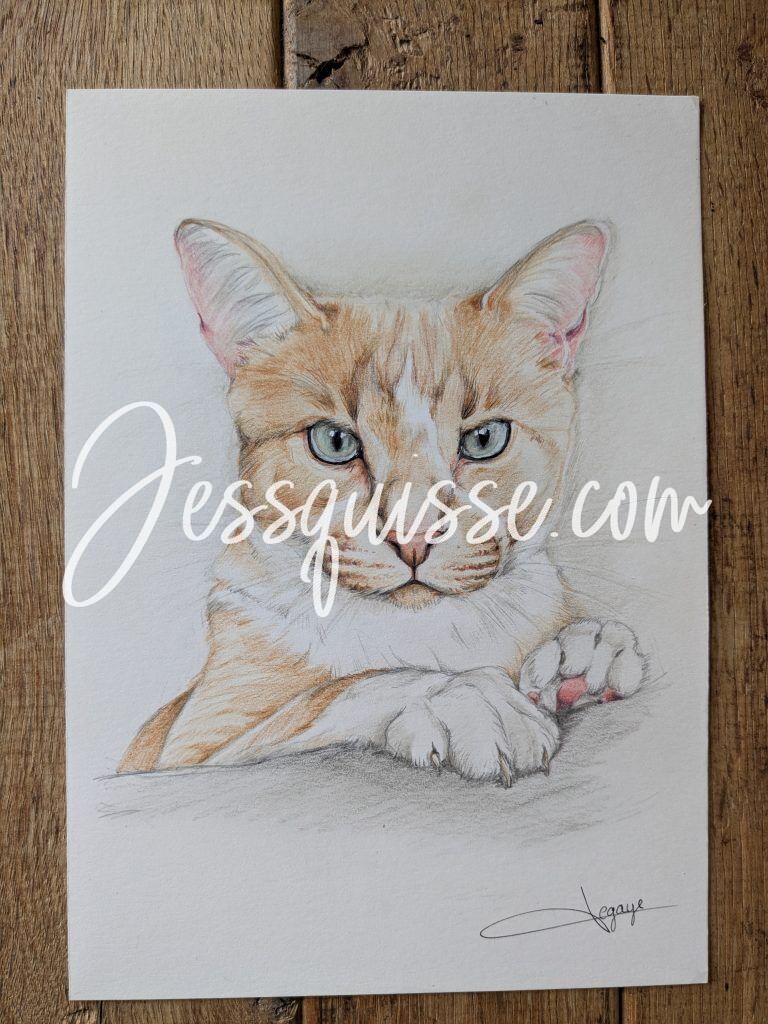 Portrait de chat aux crayons de couleur