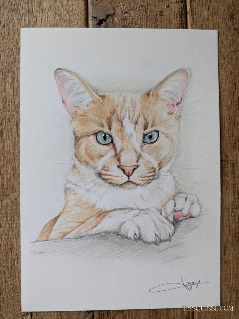 Portrait de chat aux crayons de couleur
