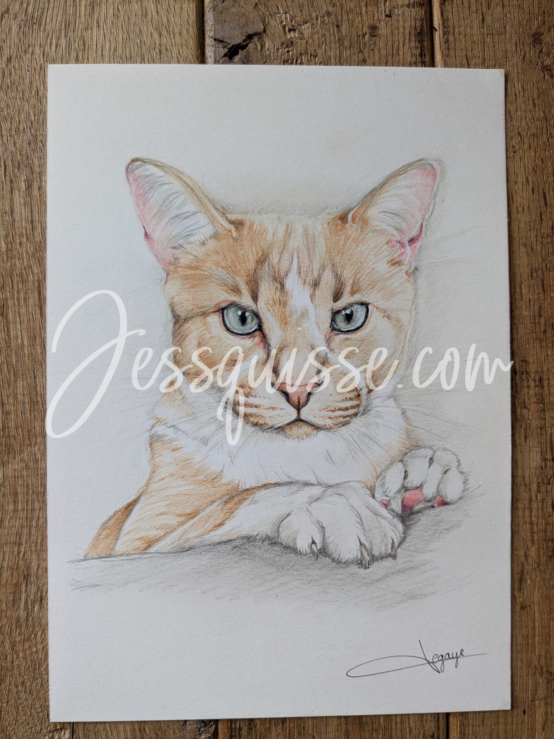 Portrait de chat aux crayons de couleur