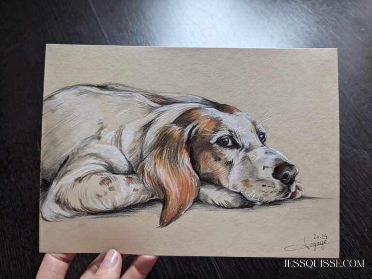Portrait de basset aux crayons de couleur