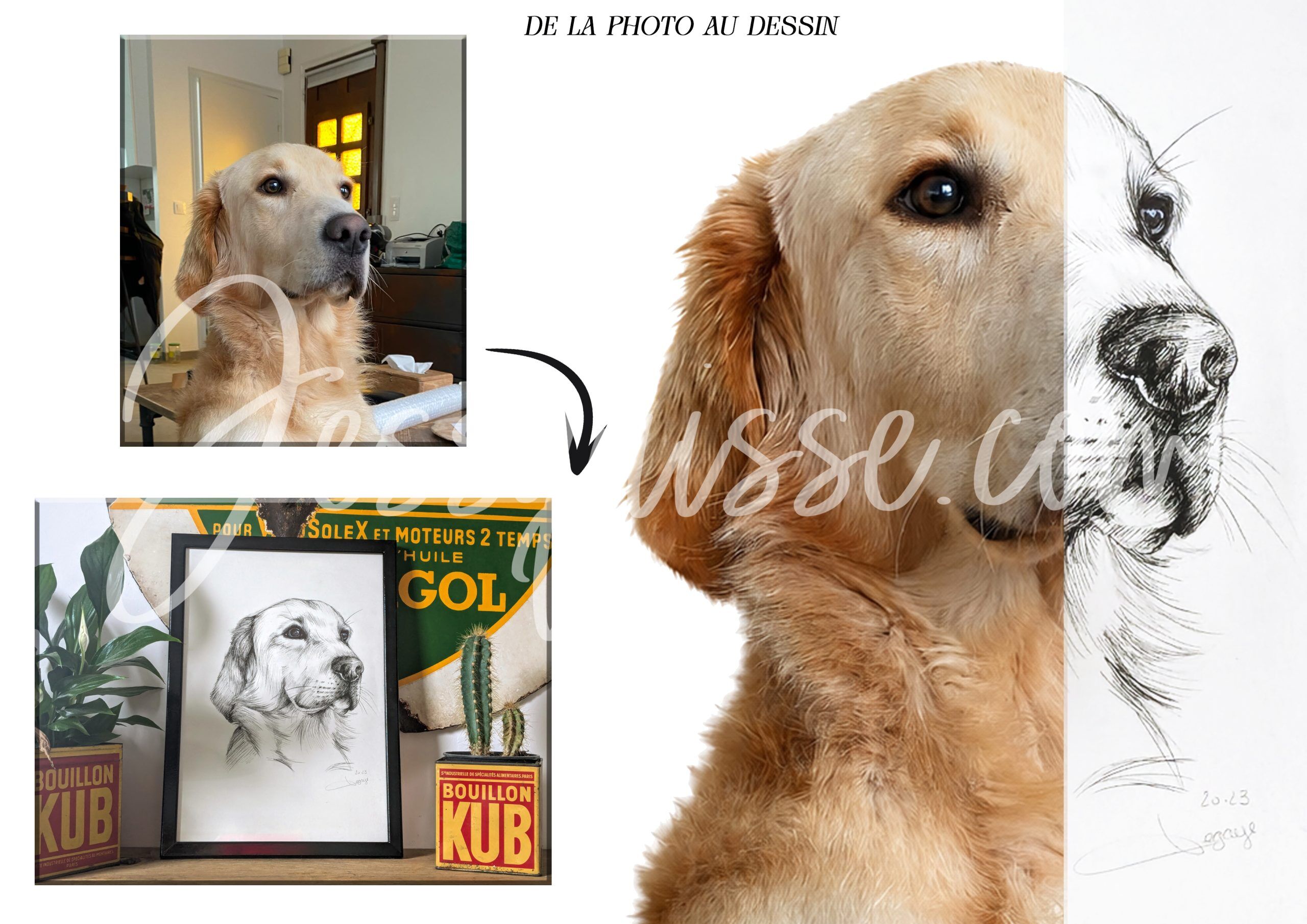 De la photo au dessin : golden retriever au stylo