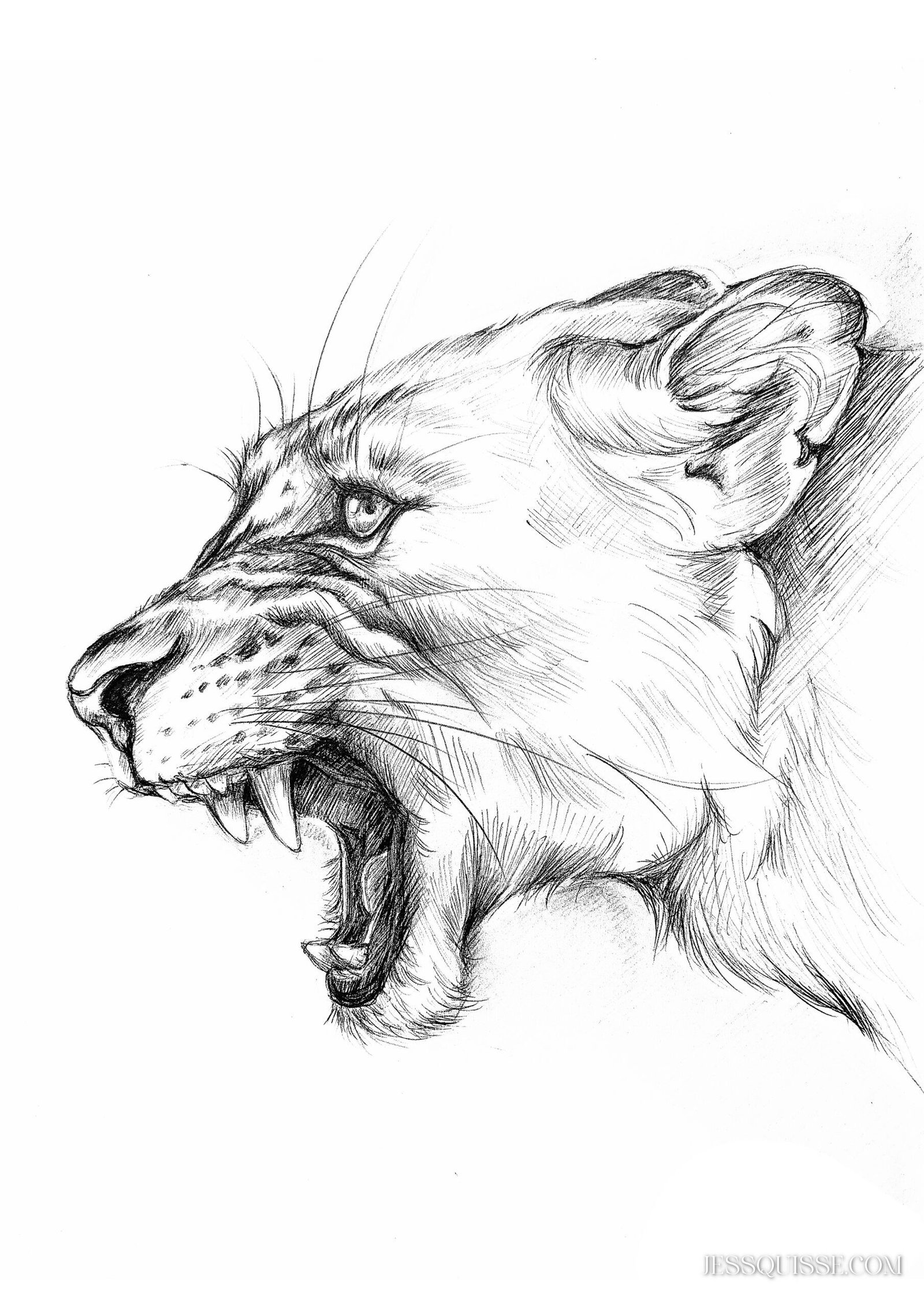 Fureur protectrice – Image 2