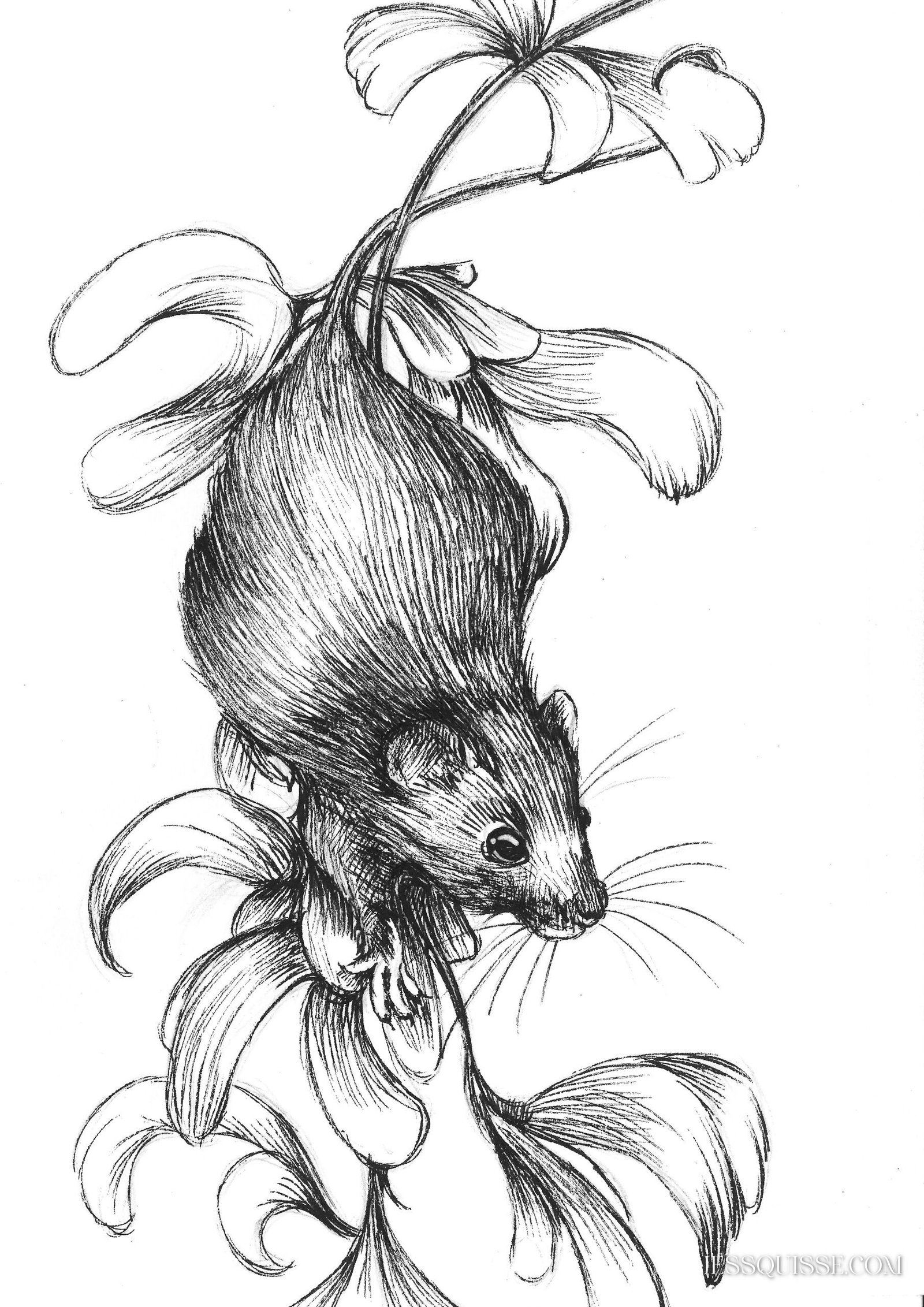 La vie secrète des souris - collection tirages – Image 6