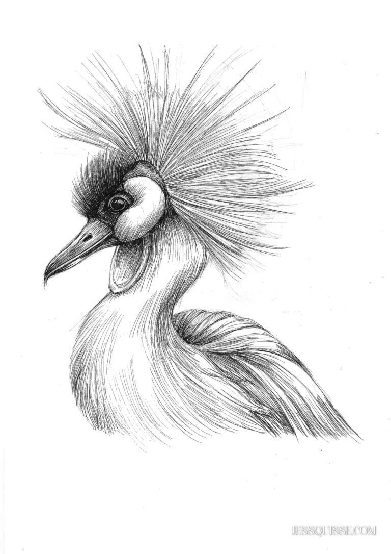 Grue couronnée, dessin noir et blanc, tirage d’art animalier