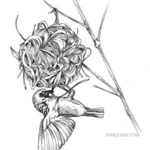 Tisserin et nid: tirage d'art animalier Jessquisse