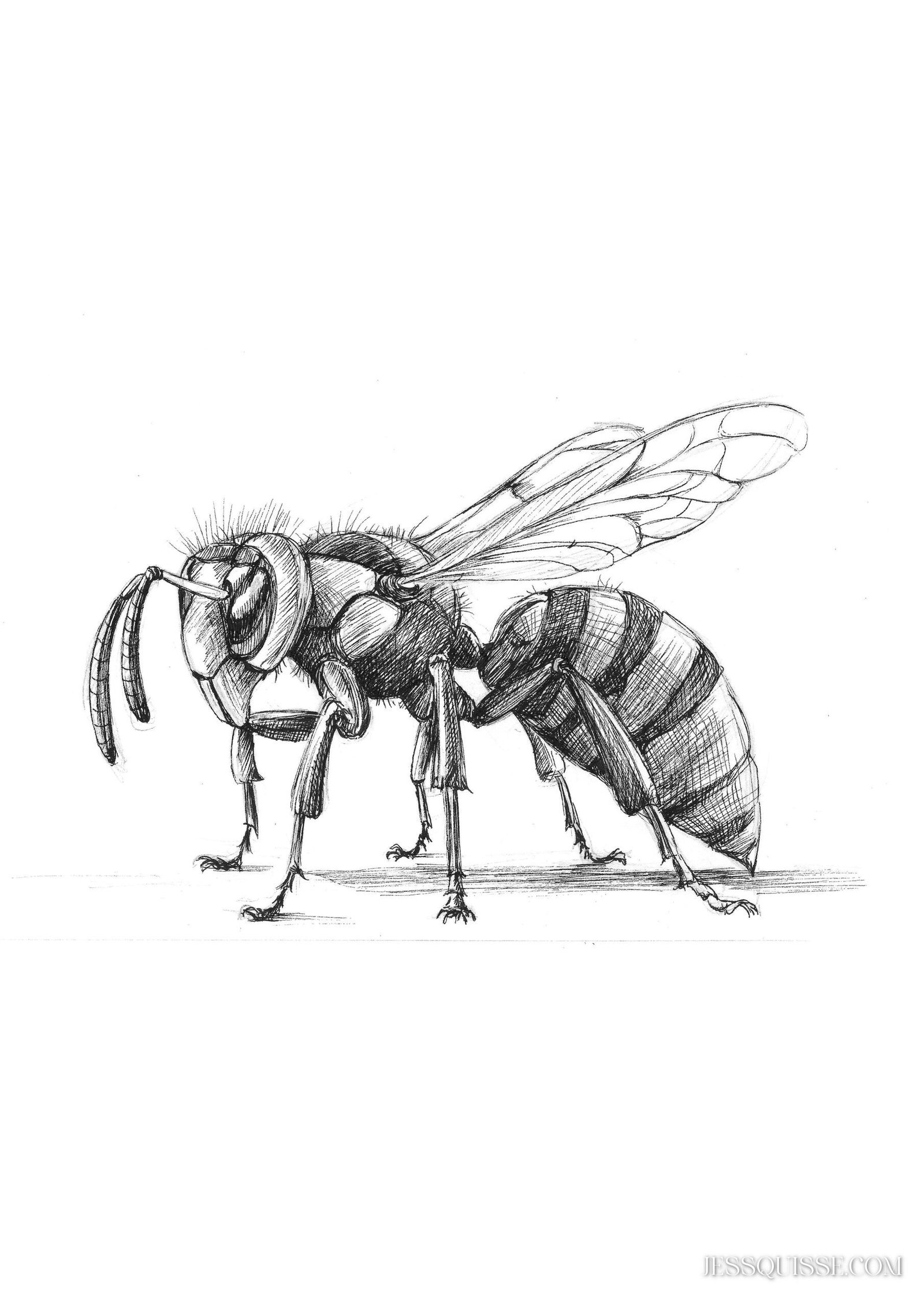 Guêpe: tirage d'art animalier Jessquisse