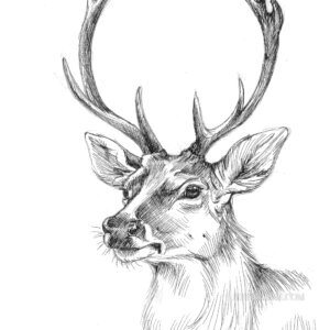 Cerf: tirage d'art animalier Jessquisse
