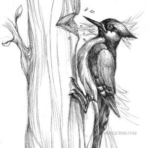Pic vert: tirage d'art animalier Jessquisse