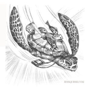 Tortue voyage: tirage d'art animalier Jessquisse