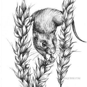 Souris et blé : tirage d'art animalier Jessquisse