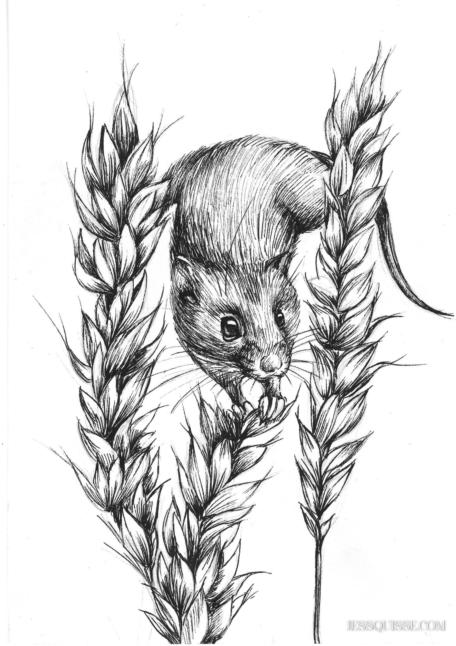 Souris et blé : tirage d'art animalier Jessquisse