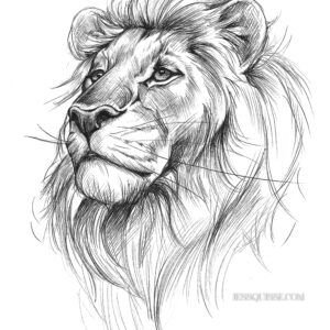 Lion: tirage d'art animalier Jessquisse