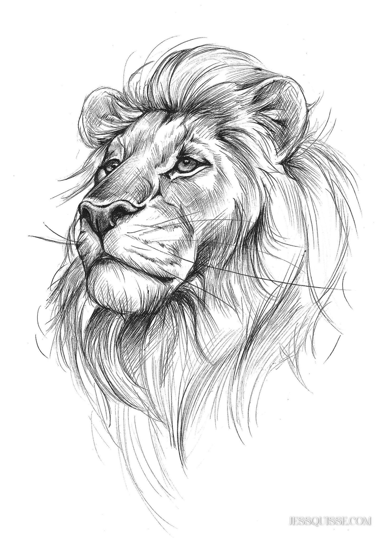 Lion: tirage d'art animalier Jessquisse