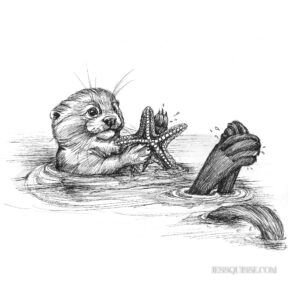Loutre et étoile: tirage d'art animalier Jessquisse