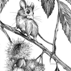 Souris et châtaigne : tirage d'art animalier Jessquisse