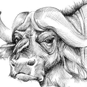 Buffle et oiseau: tirage d'art animalier Jessquisse