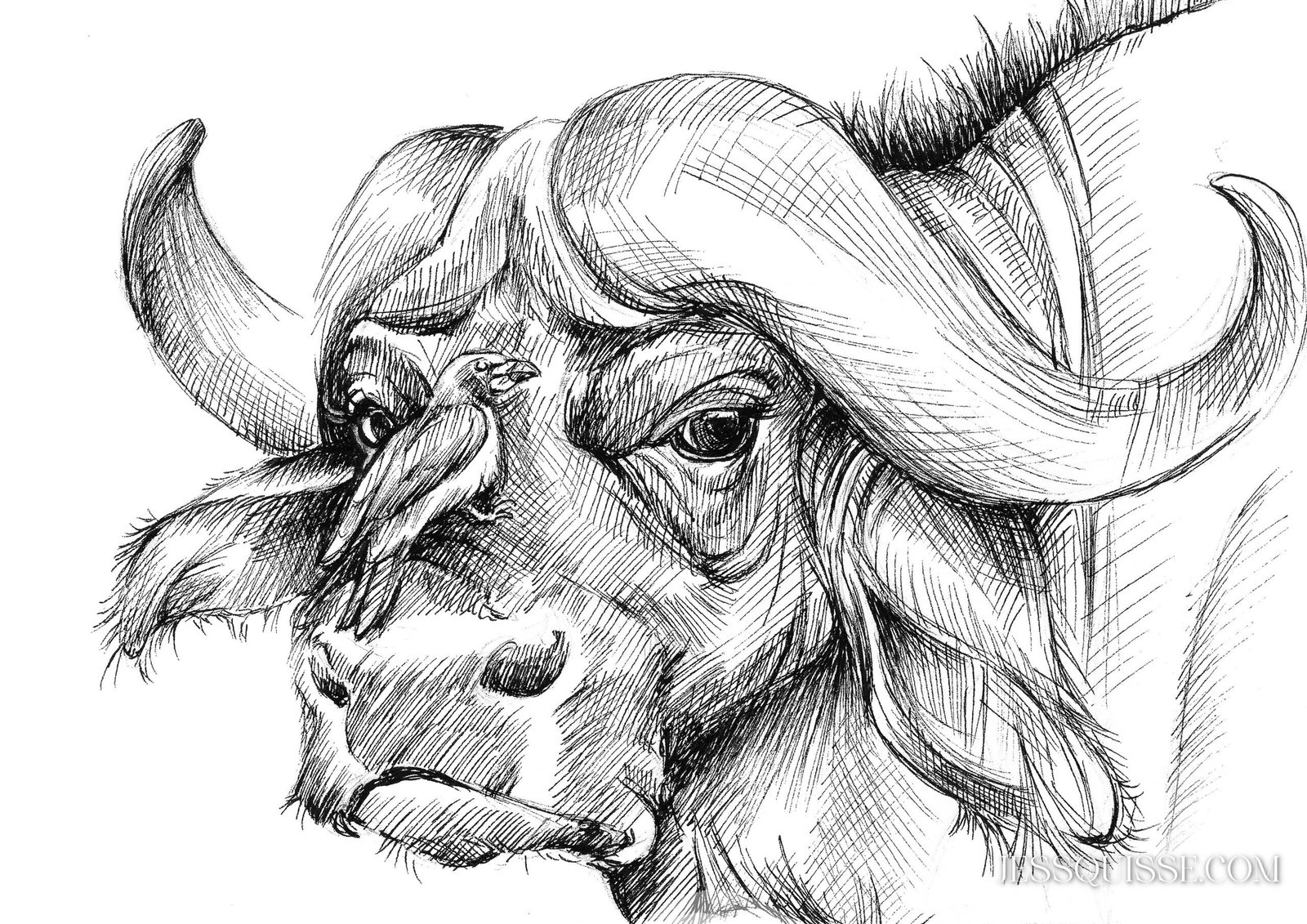 Buffle et oiseau: tirage d'art animalier Jessquisse