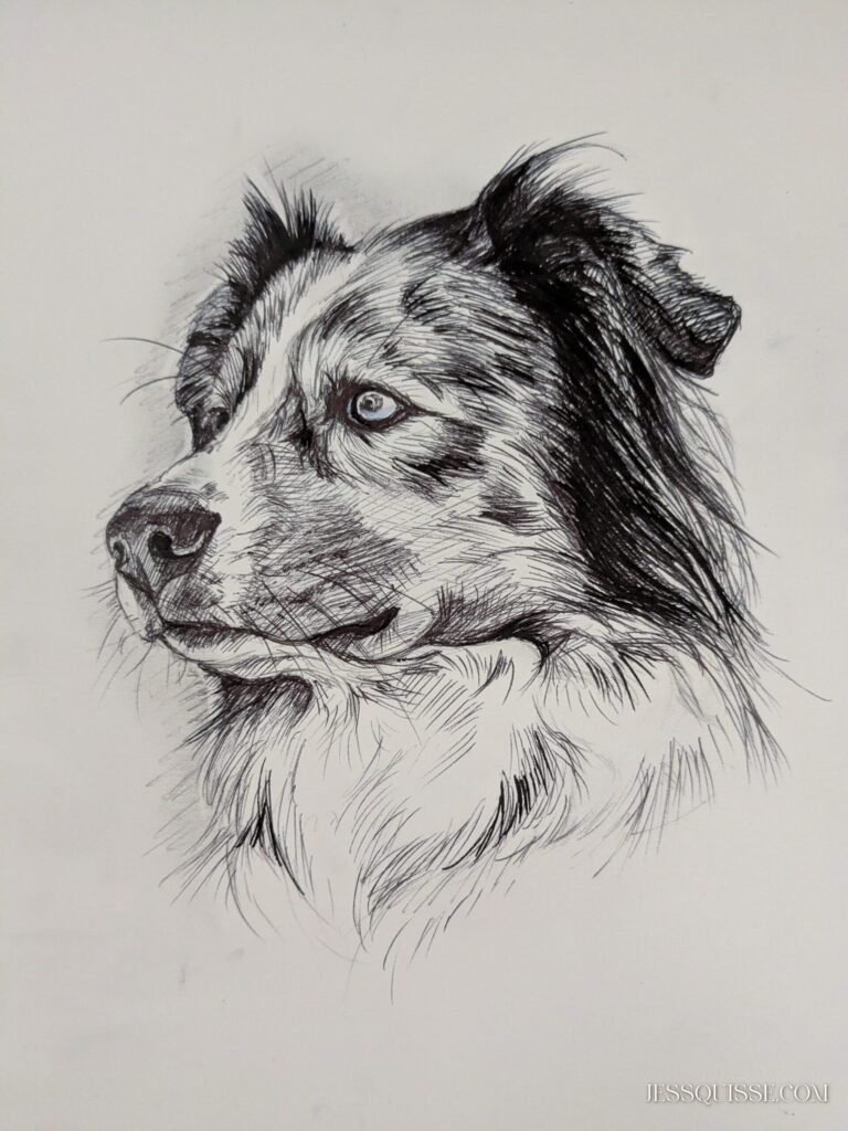 Encrage final au stylo, portrait de berger australien