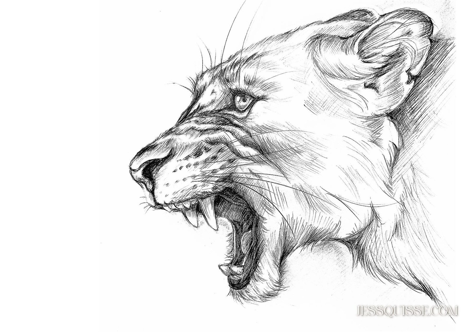 Lionne: tirage d'art animalier Jessquisse