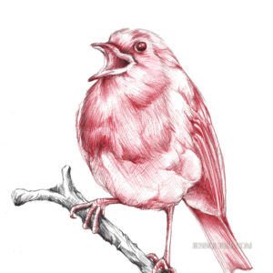 Rouge gorge - tirage d'art animalier