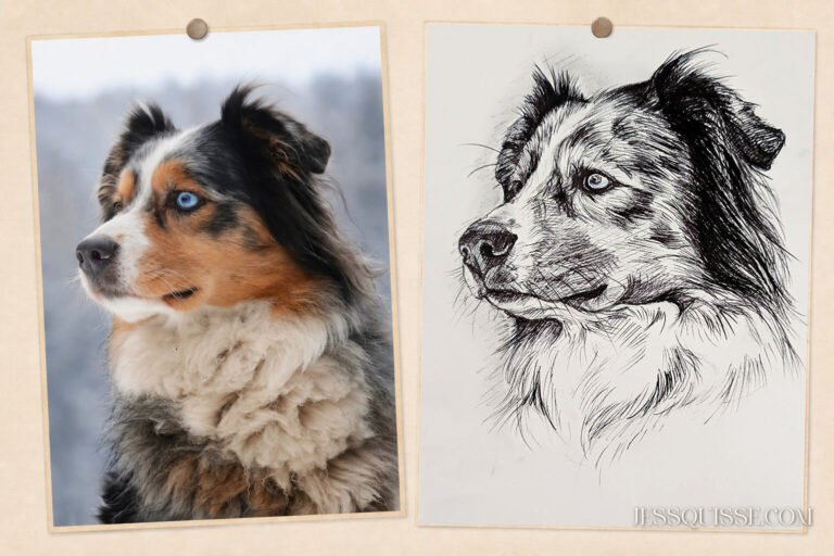 De la photo au portrait au stylo : berger australien