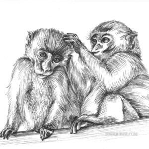 Singes: tirage d'art animalier Jessquisse