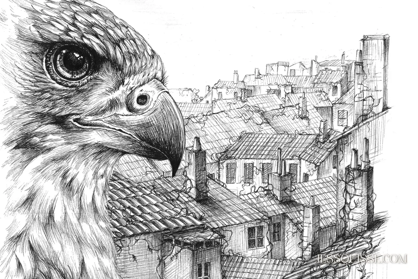 L’Œil des Toits, dessin au stylo noir et blanc : un rapace au premier plan observe les toits et les cheminées de la Croix-Rousse à Lyon
