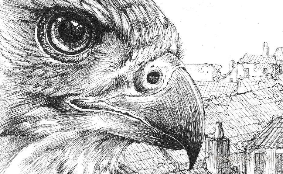 Détail du dessin L’Œil des Toits : le regard du rapace et son plumage, au stylo noir