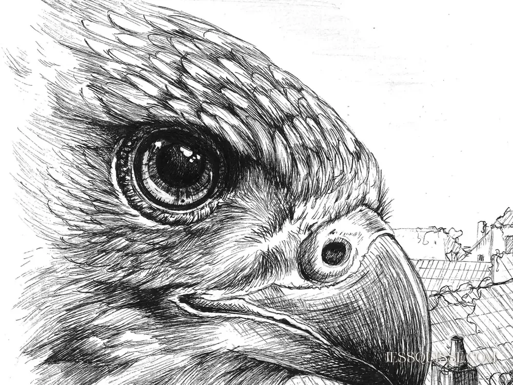 Détail du dessin L’Œil des Toits : le regard du rapace et son plumage, au stylo noir