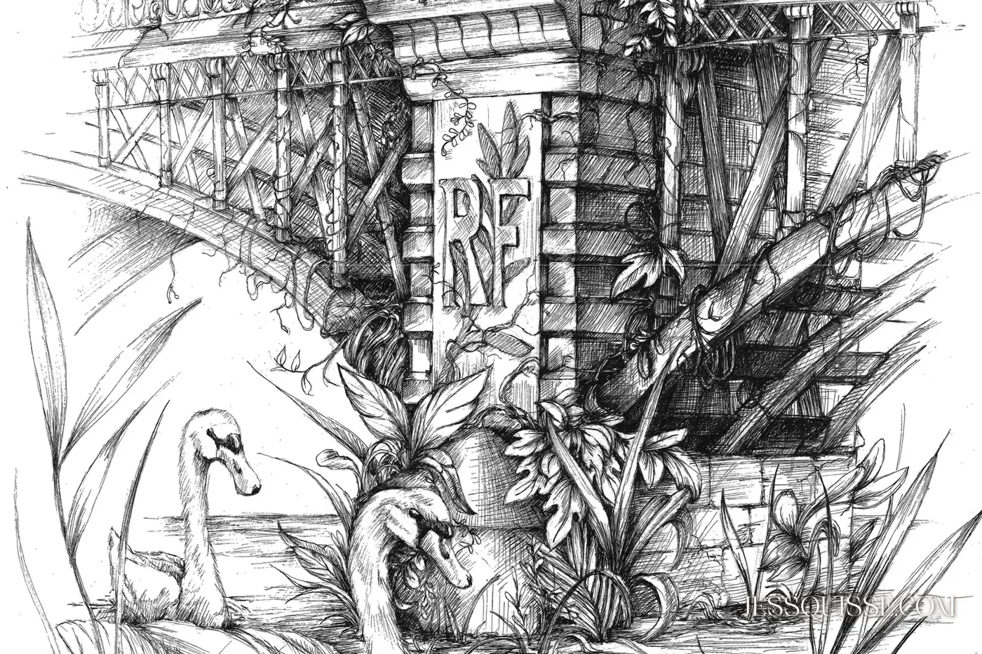 Les Veines de Lyon, dessin au stylo noir et blanc : un pont lyonnais, ses piles envahies de feuillages et deux cygnes sur le fleuve
