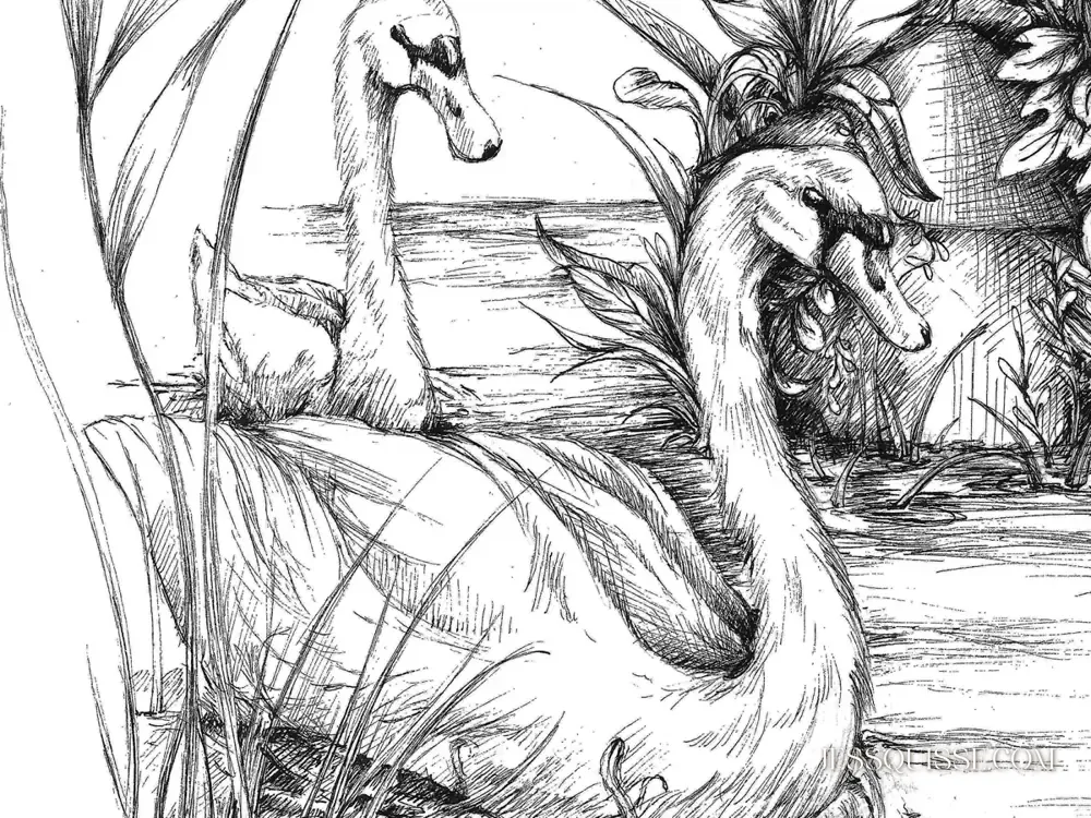 Détail du dessin Les Veines de Lyon : les cygnes et les roseaux sur le fleuve